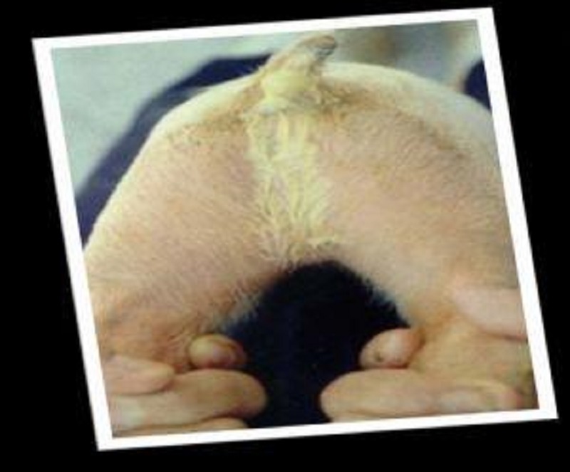 个人经验：仔猪黄白痢应该如何治疗，手把手教你