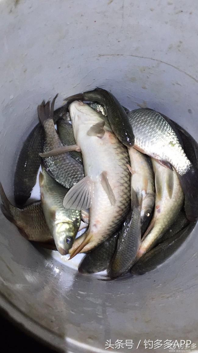 钓鱼圈天赋,学钓鱼从零开始野钓选鱼钩
