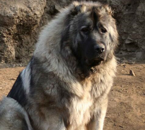 成年犬呕吐怎么办,成年犬呕吐厉害咋办