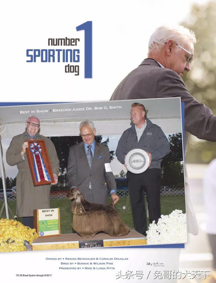 akc最受欢迎犬种排名,akc将犬种分为七个组别分别是