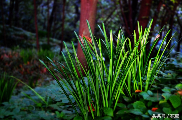 彼岸花为什么有叶无花有花无叶,有花无叶彼岸花