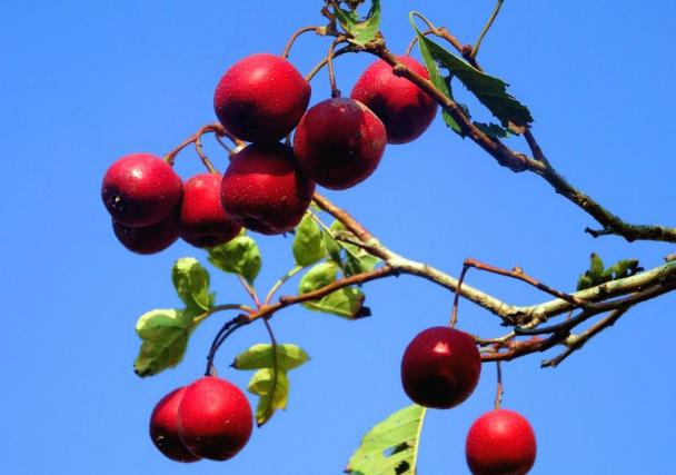 山楂树黄化病治疗方法,山楂黄叶的原因和处理办法