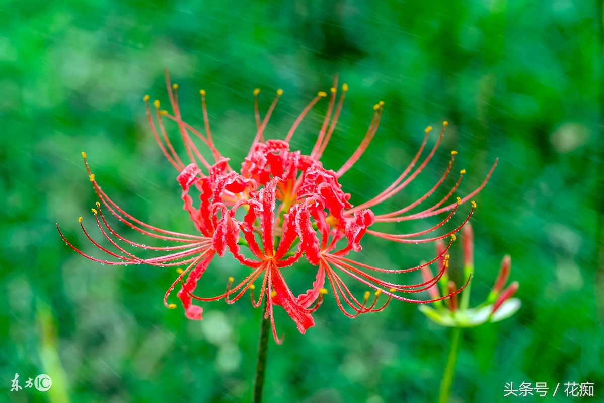 彼岸花为什么有叶无花有花无叶,有花无叶彼岸花