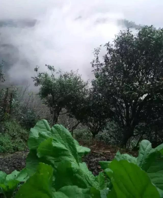 无量山樱花谷夏天,无量山樱花谷雾里看花