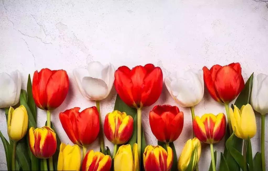 有寓意的花名英文名,有意义的花名英文