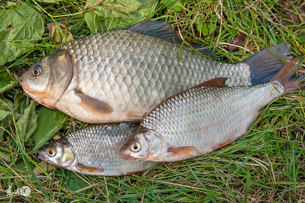 怎样烤鱼又简单又好吃木炭,出门带的野餐炉子