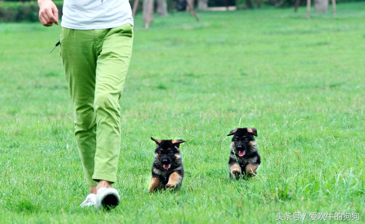 网上买狗受骗经历,大家网上买狗被骗过吗