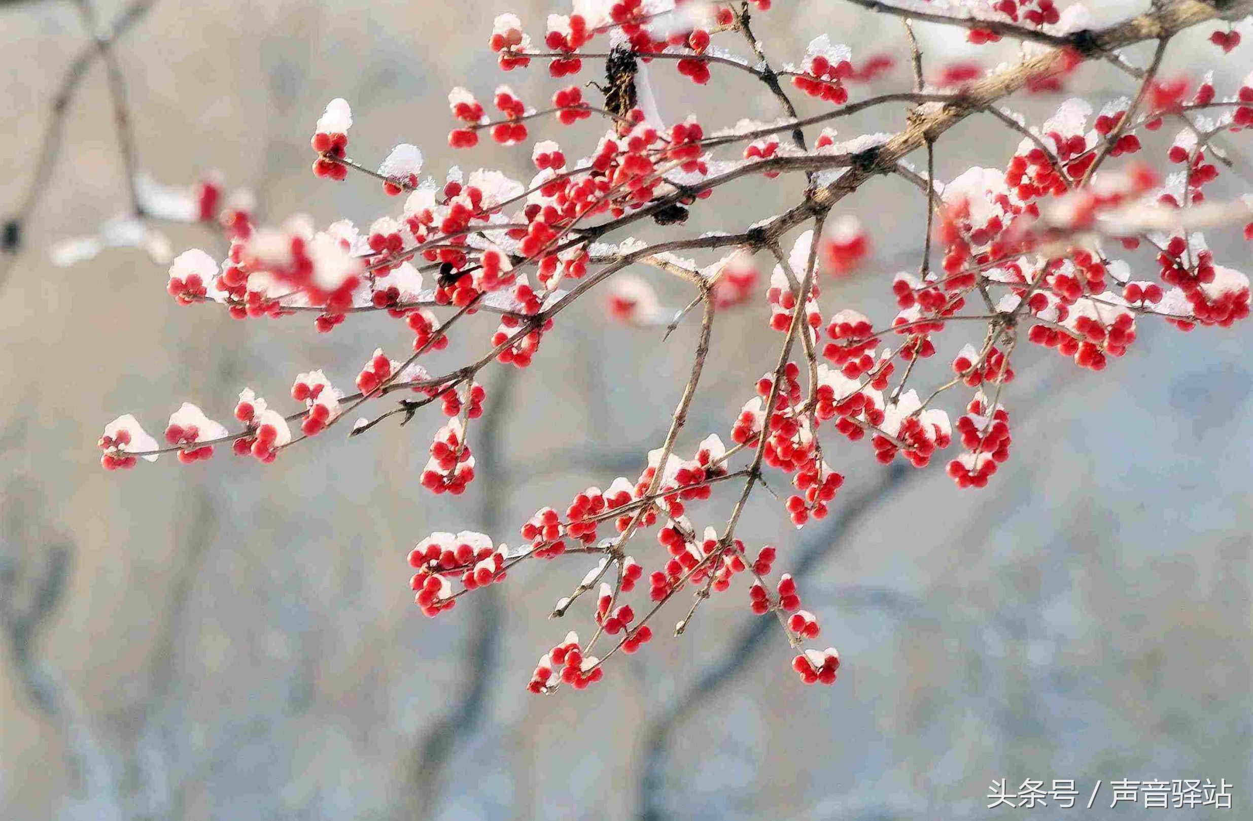 冬日恋歌最暖的歌,关于冬日恋歌的歌曲