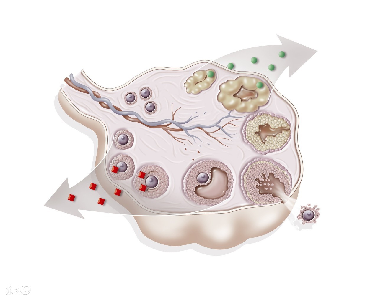 多囊好孕经验5月16号排卵,多囊顽固体质能怀孕吗