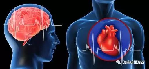现代药理学表明杜仲具有三降「血压、血糖、血脂」、四抗、五护！