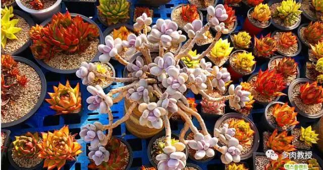 韩国大棚多肉视频,韩国原装进口多肉大棚