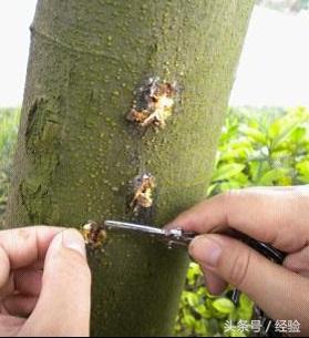 桂花树种植有哪些病虫害,桂花容易得什么病虫害