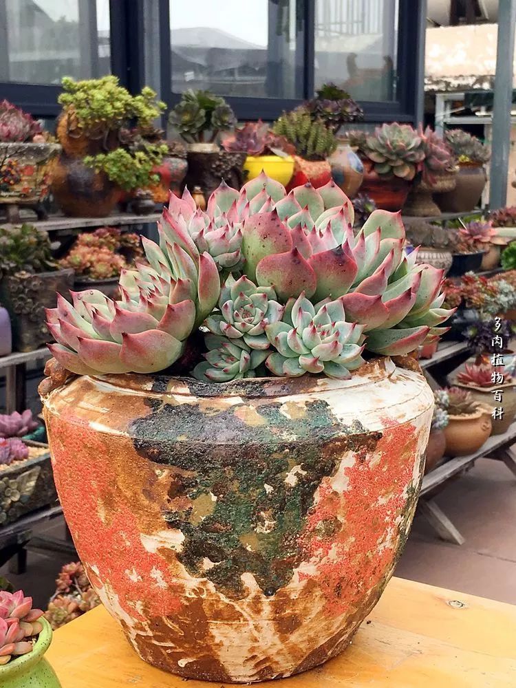 视觉盛宴美不胜收美图,视觉盛宴每个画面都美极了