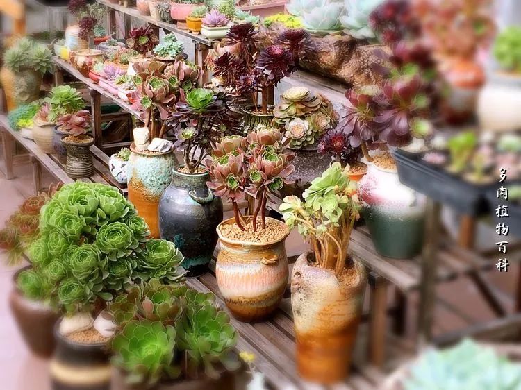 视觉盛宴美不胜收美图,视觉盛宴每个画面都美极了