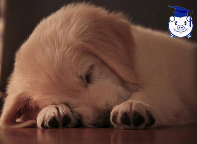 我不是爱狗人士采访视频,我不是爱狗人士