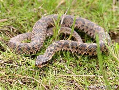 十二生肖分析属蛇的吉凶,十二生肖之中的巳蛇代表什么