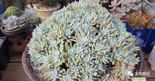 速看!韩国大棚主10大多肉镇店之宝,美呆了!