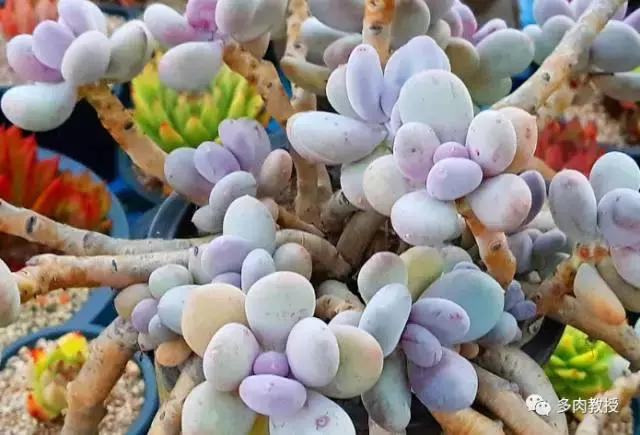 速看!韩国大棚主10大多肉镇店之宝,美呆了!