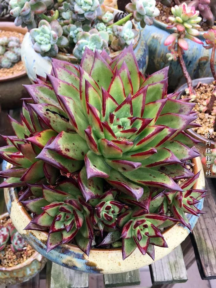 视觉盛宴美不胜收美图,视觉盛宴每个画面都美极了