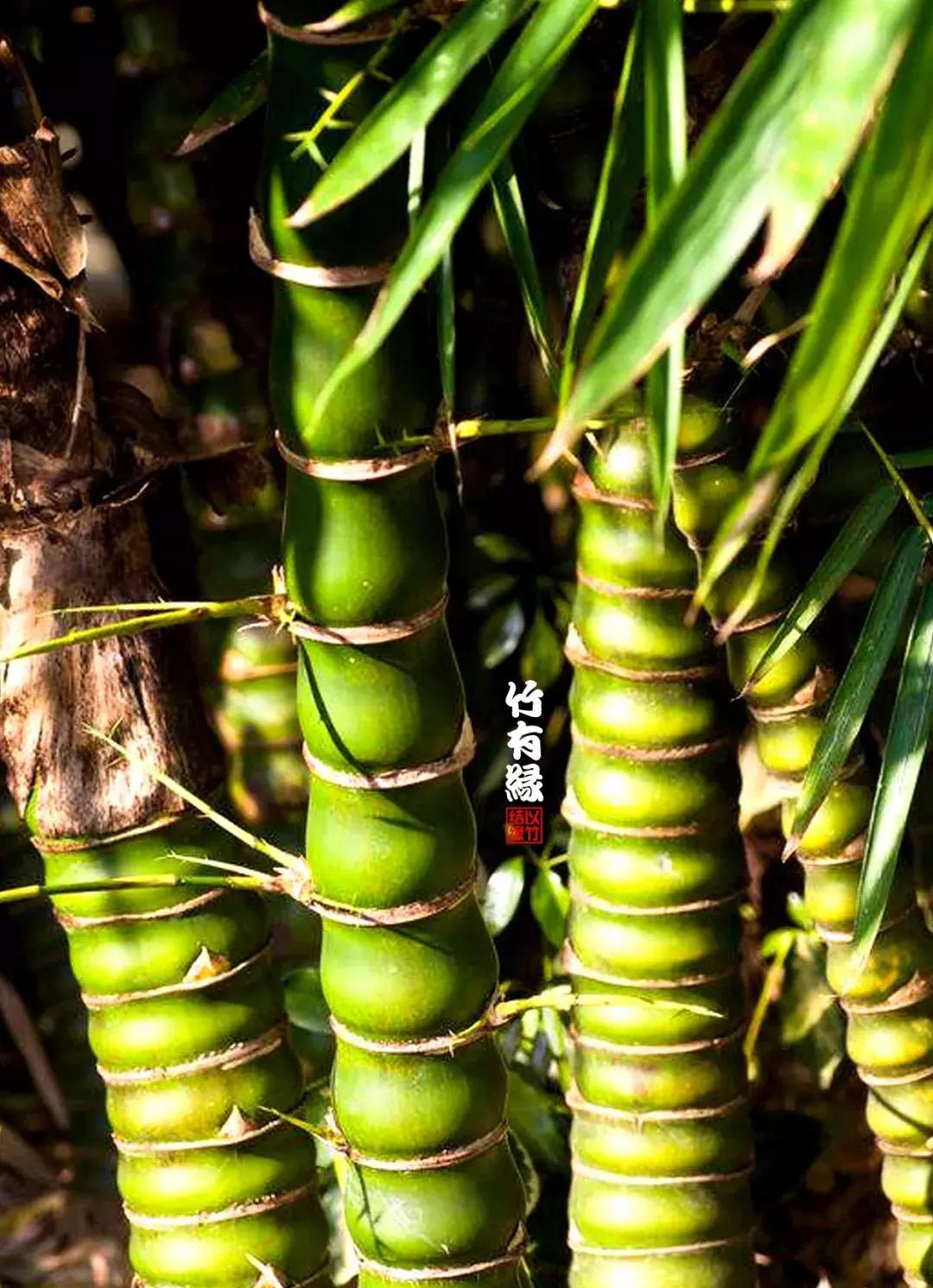 罗汉竹是怎么养的,罗汉竹怎么养好活