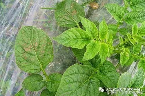 草莓灰霉病图谱及防治,黄皮果灰霉病图谱