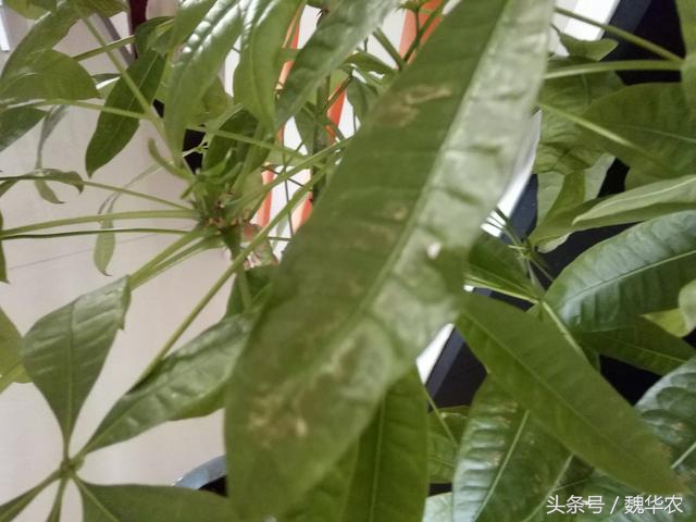 发财树浇了很多废油会死吗,发财树生虫把枝剪掉还能长出来吗