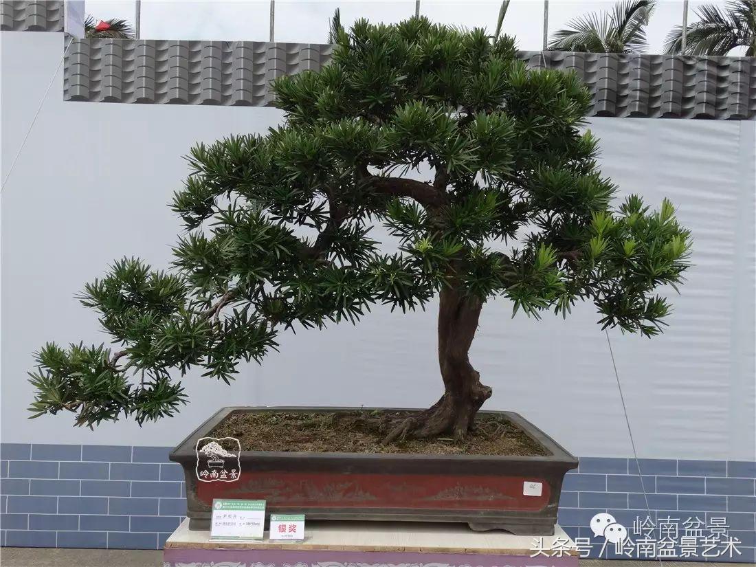 招财好运盆景,罗汉松开运招财