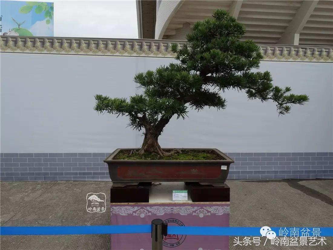 招财好运盆景,罗汉松开运招财