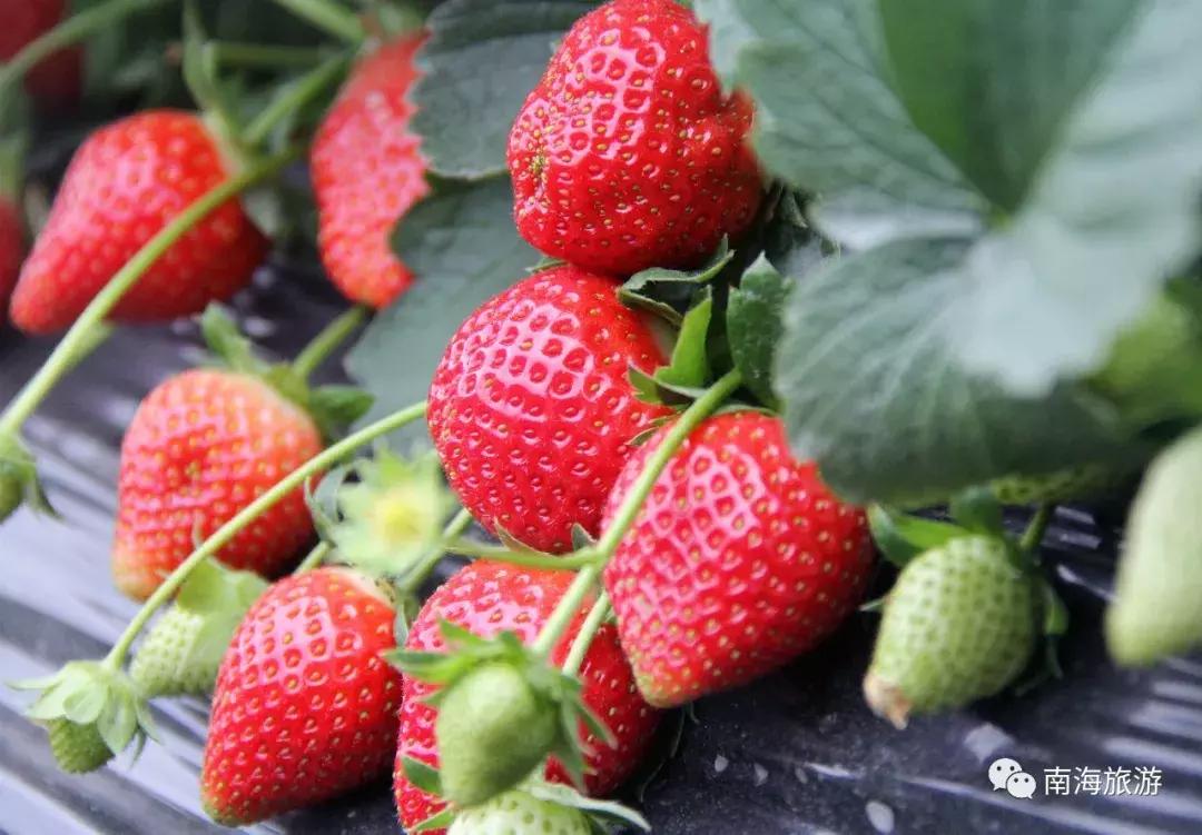 香甜多汁！佛山周边草莓采摘地图出炉！