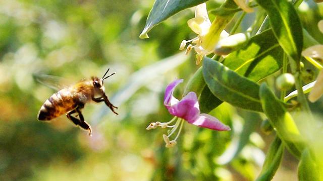 为什么超市蜂蜜那么便宜,市场上卖的蜂蜜为什么便宜