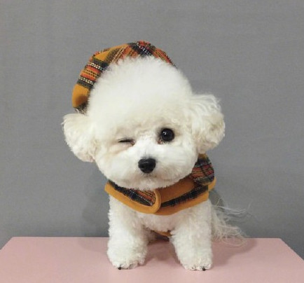 3个月比熊到处拉屎,3个月比熊往窝里尿尿怎么办