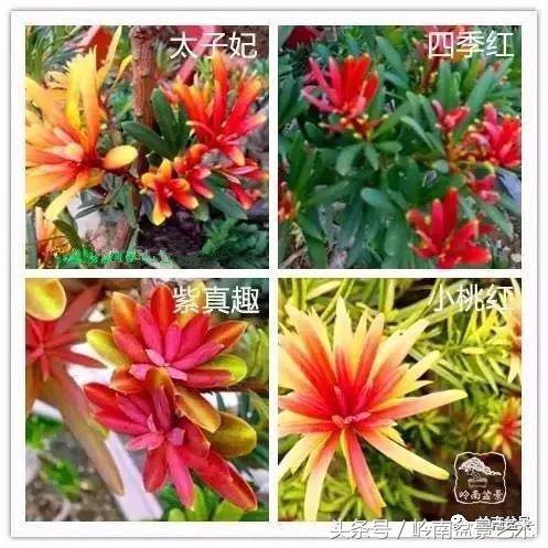 招财好运盆景,罗汉松开运招财