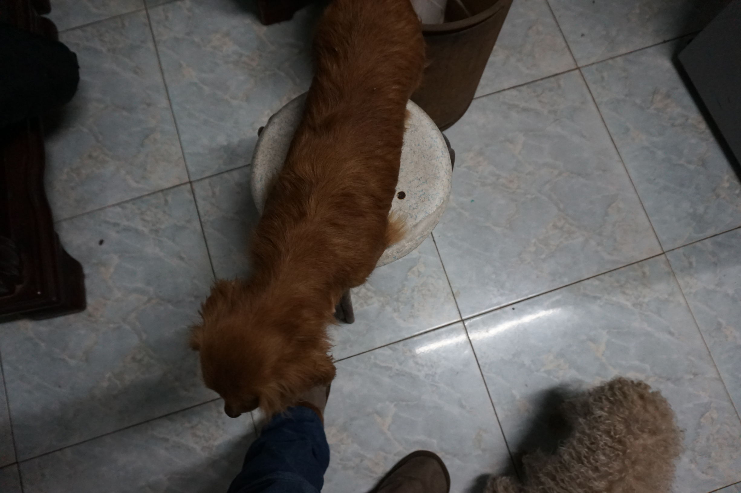 狗粮怎么选进口国产狗粮测评,进口国产狗粮测评