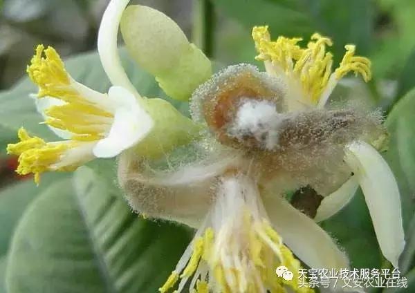 草莓灰霉病图谱及防治,黄皮果灰霉病图谱