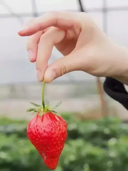 魔都温泉摘草莓,魔都温泉一日游攻略