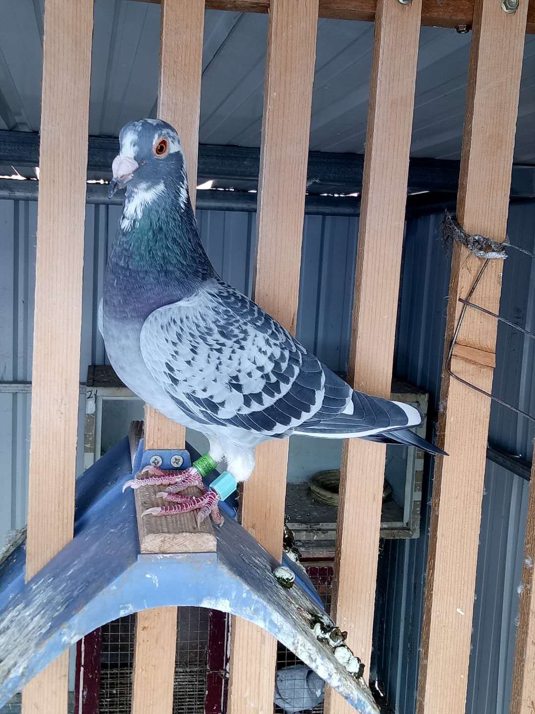 名家讲赛鸽视频全集,赛鸽育种名家讲鸽最新视频