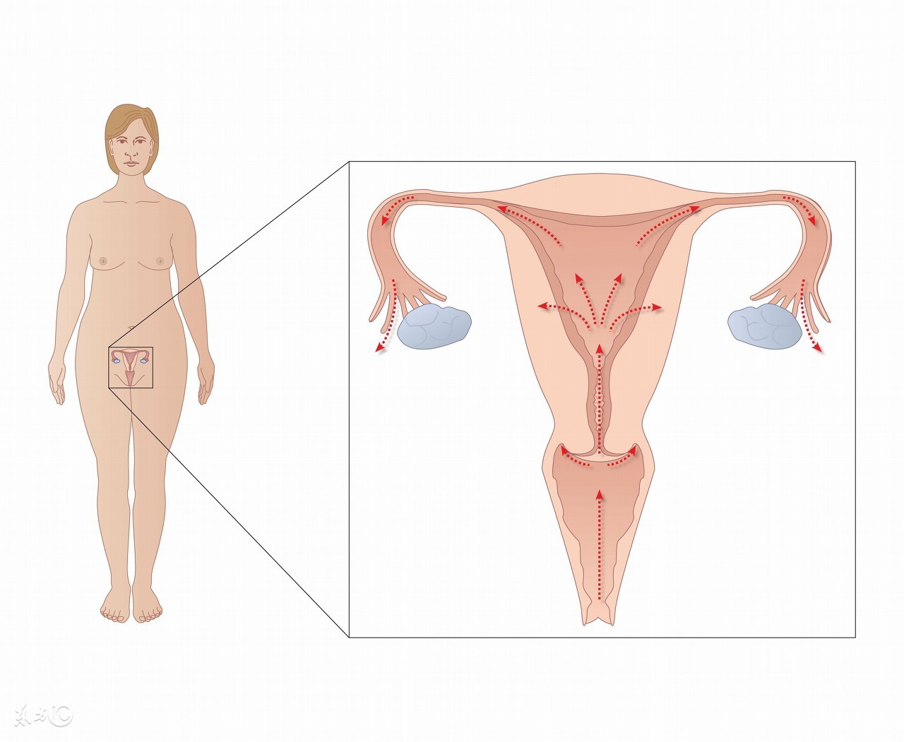 盲袢综合征原因,盲袢综合征的表现