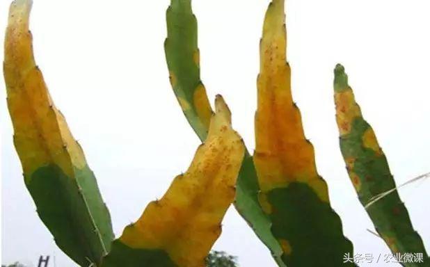 蚂蚁防治的有效方法,如何防治蚂蚁虫害的方法