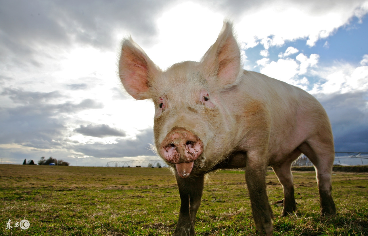 育肥猪脱肛了怎么办?学会这招,自己也能当兽医