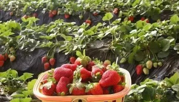 魔都温泉摘草莓,魔都温泉一日游攻略