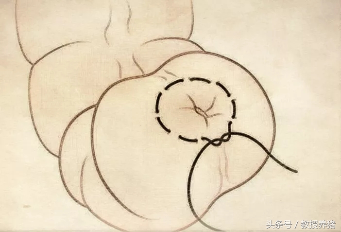 猪手术缝针打结方法,猪缝合手术全过程