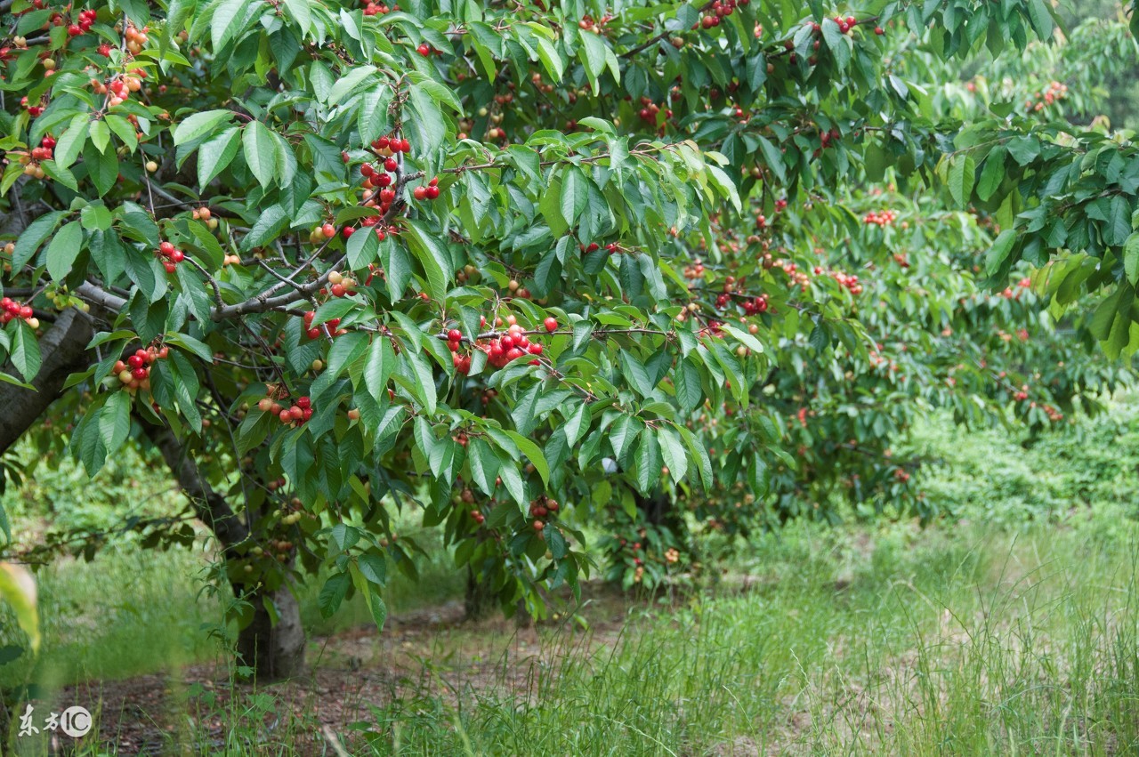 樱桃胡萝卜的种植方法,樱桃的种植栽培技术