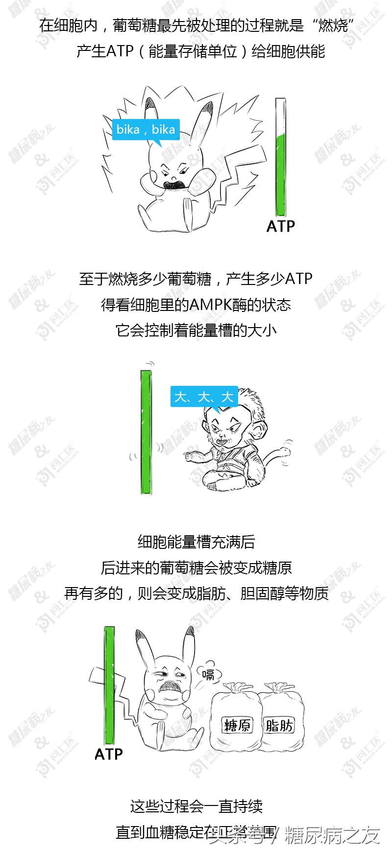 二甲双胍控糖药效多久,二甲双胍控制血糖效果
