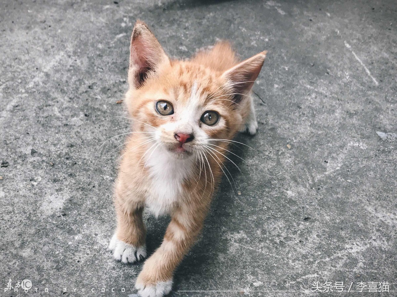 如果有人想要领养宠物该怎么问,有人想要领养一只小猫吗