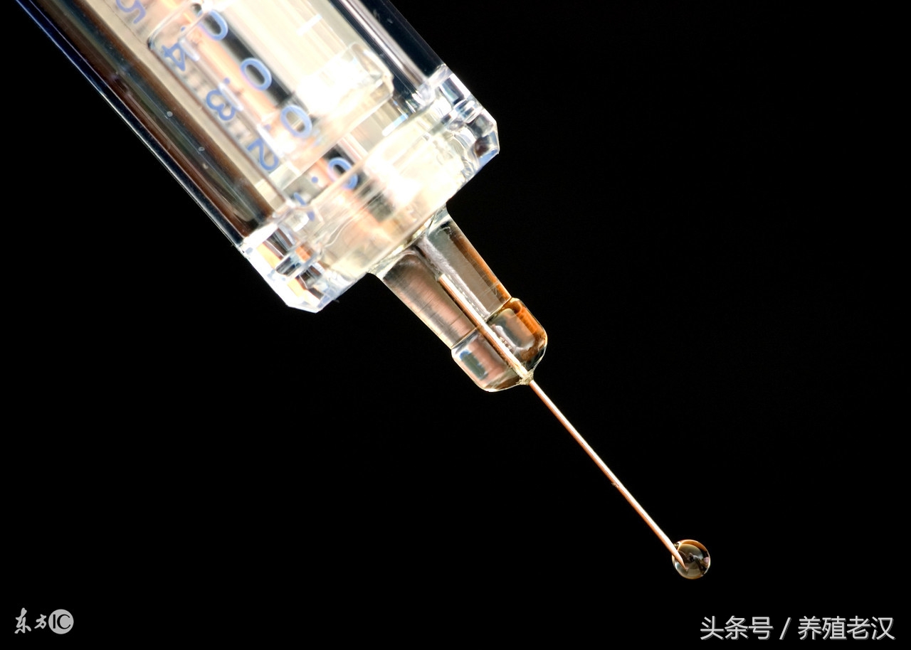 农村养猪，猪流感的症状有哪些，养殖户该怎么防治？