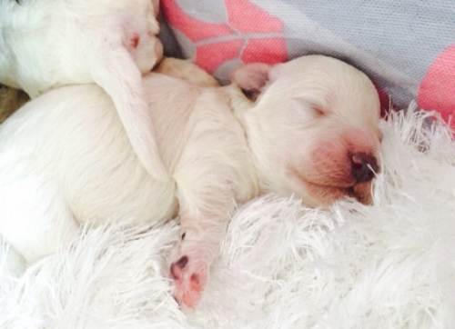 怎么护理刚出生的狗宝宝,刚出生的狗崽应该怎么照顾