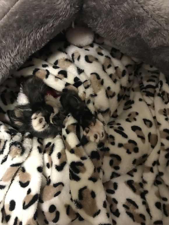 去花鸟市场买1厘米宠物,去宠物市场买了一只50元的小猫