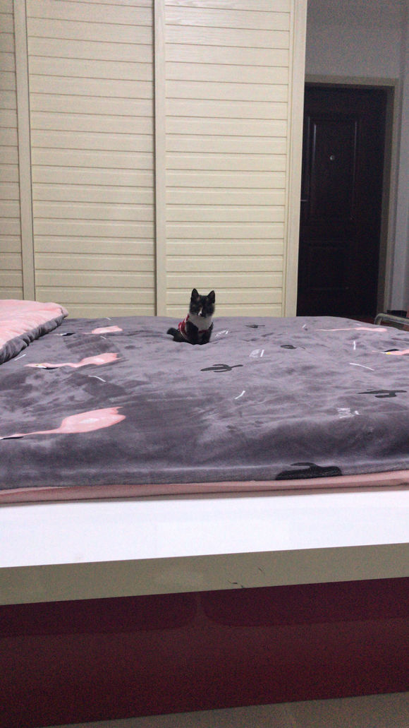 去花鸟市场买1厘米宠物,去宠物市场买了一只50元的小猫