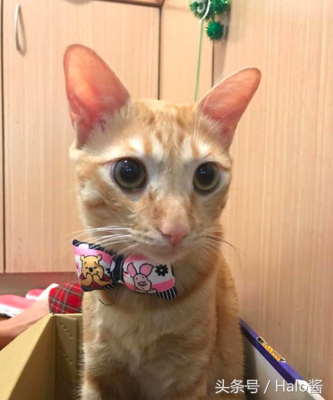 防止猫咪咬伤的衣服,怎么防止猫咪咬烂手术服