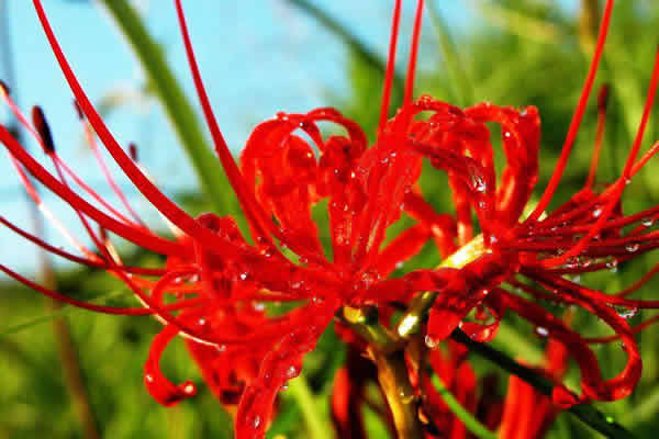 世界上最奇葩的草,世上最不可思议的植物